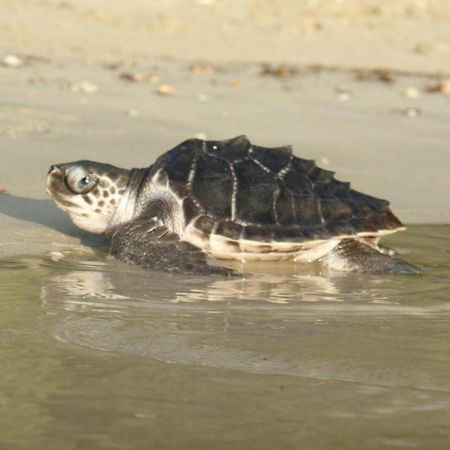 Secret Paradise Resort & Turtle Sanctuary Сан-Вісент Екстер'єр фото