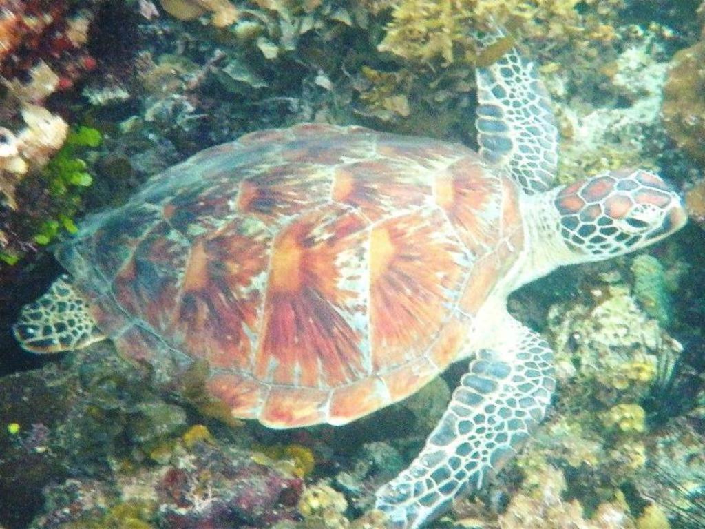 Secret Paradise Resort & Turtle Sanctuary Сан-Вісент Екстер'єр фото
