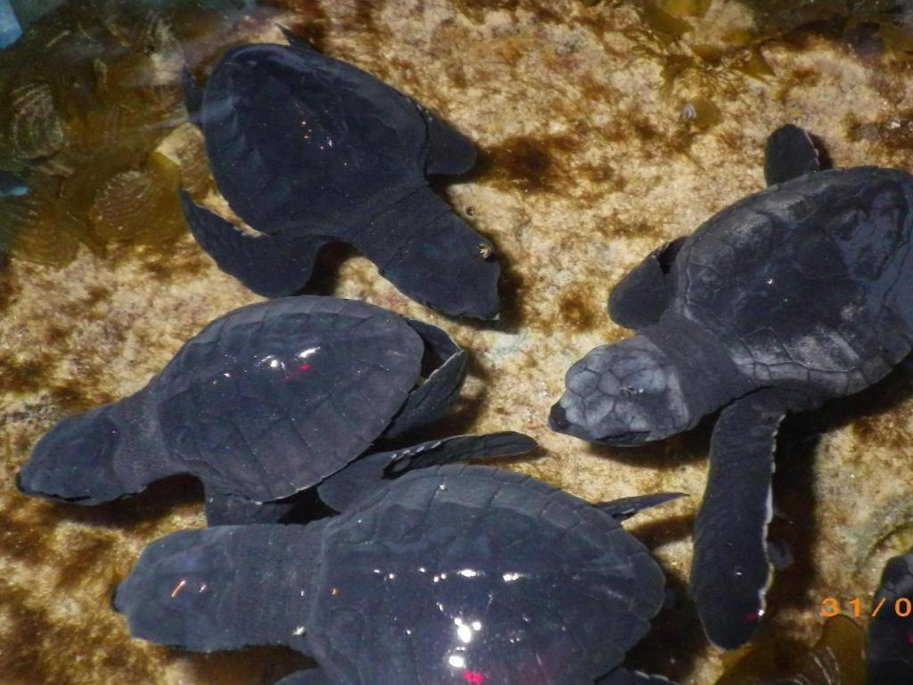 Secret Paradise Resort & Turtle Sanctuary Сан-Вісент Екстер'єр фото