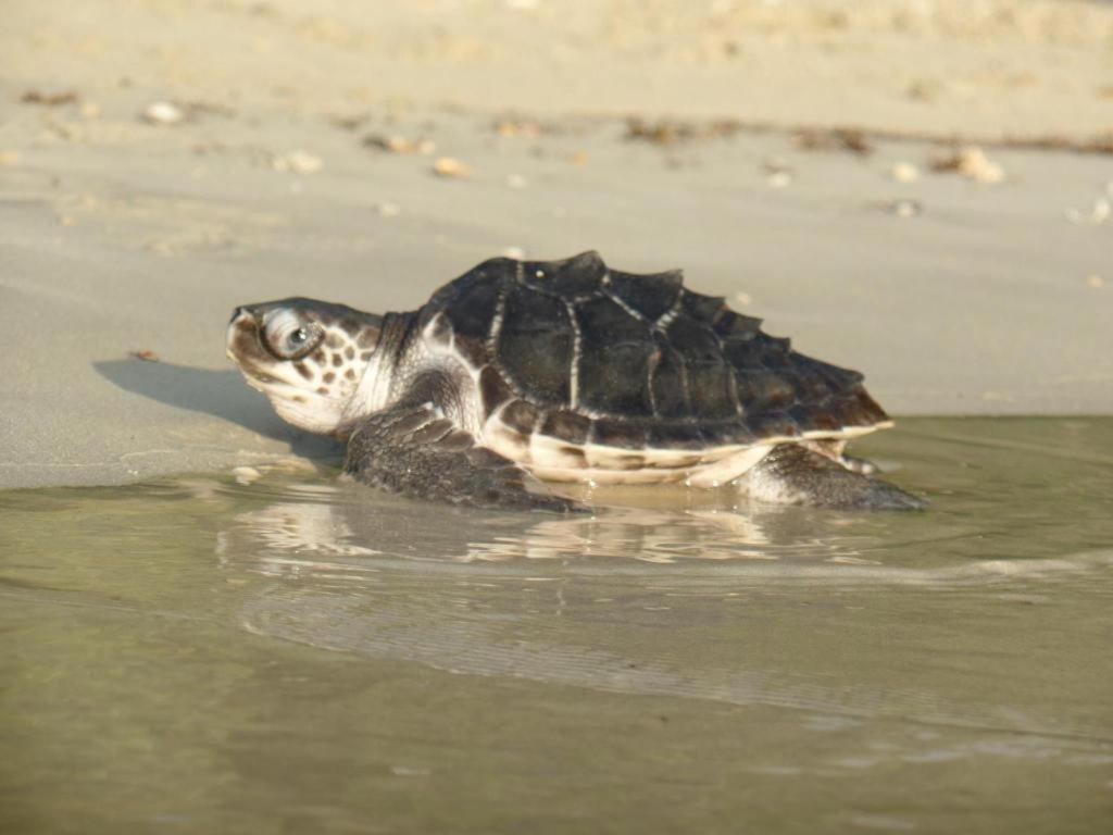 Secret Paradise Resort & Turtle Sanctuary Сан-Вісент Екстер'єр фото