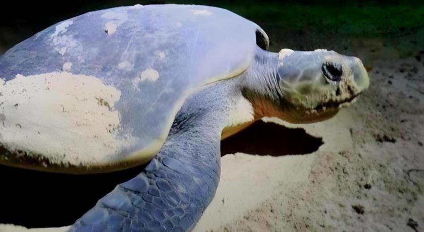 Secret Paradise Resort & Turtle Sanctuary Сан-Вісент Екстер'єр фото