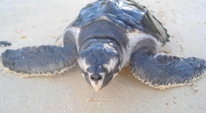 Secret Paradise Resort & Turtle Sanctuary Сан-Вісент Екстер'єр фото