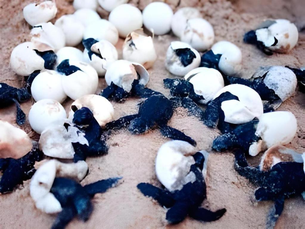 Secret Paradise Resort & Turtle Sanctuary Сан-Вісент Екстер'єр фото